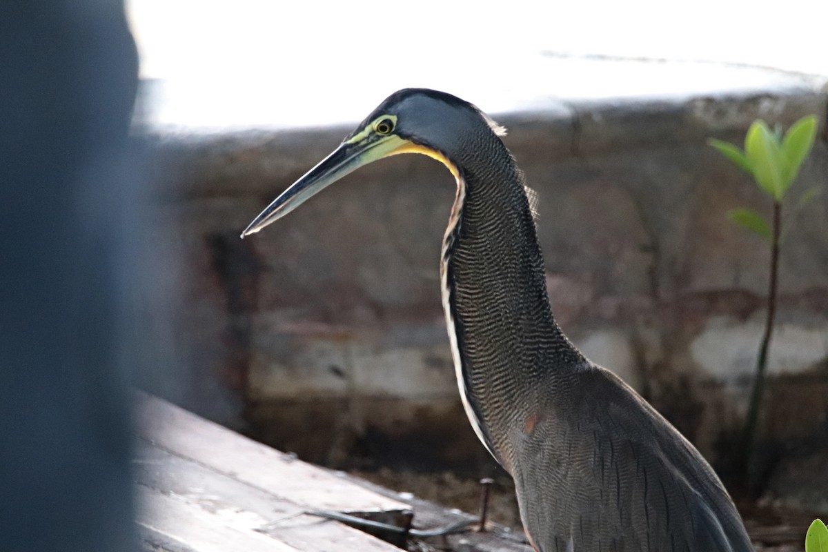 Bare-throated Tiger-Heron - ML645765862