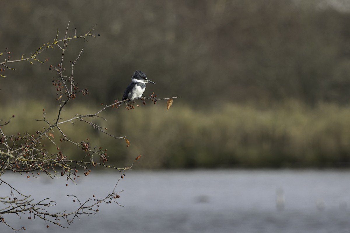 Belted Kingfisher - ML645765864