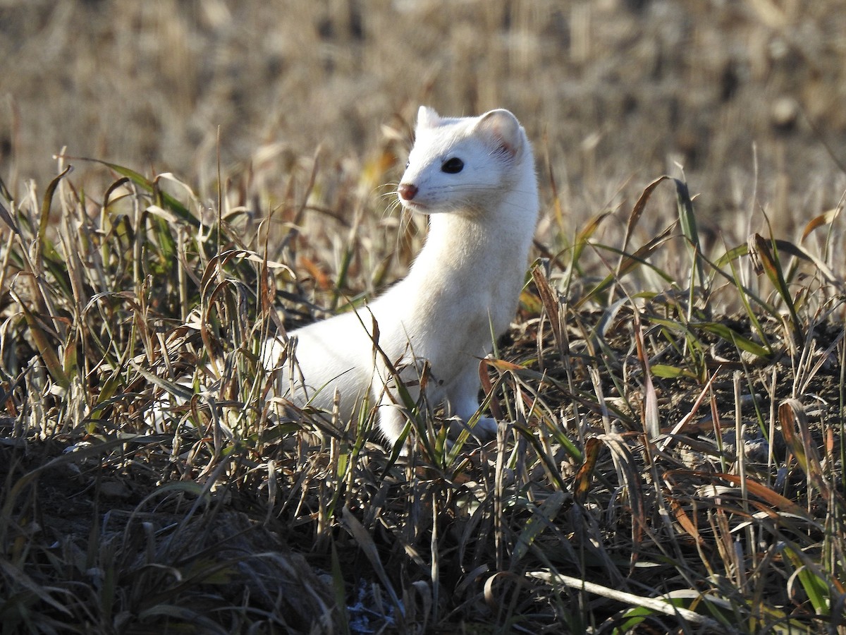 Long-tailed Weasel - ML645765876