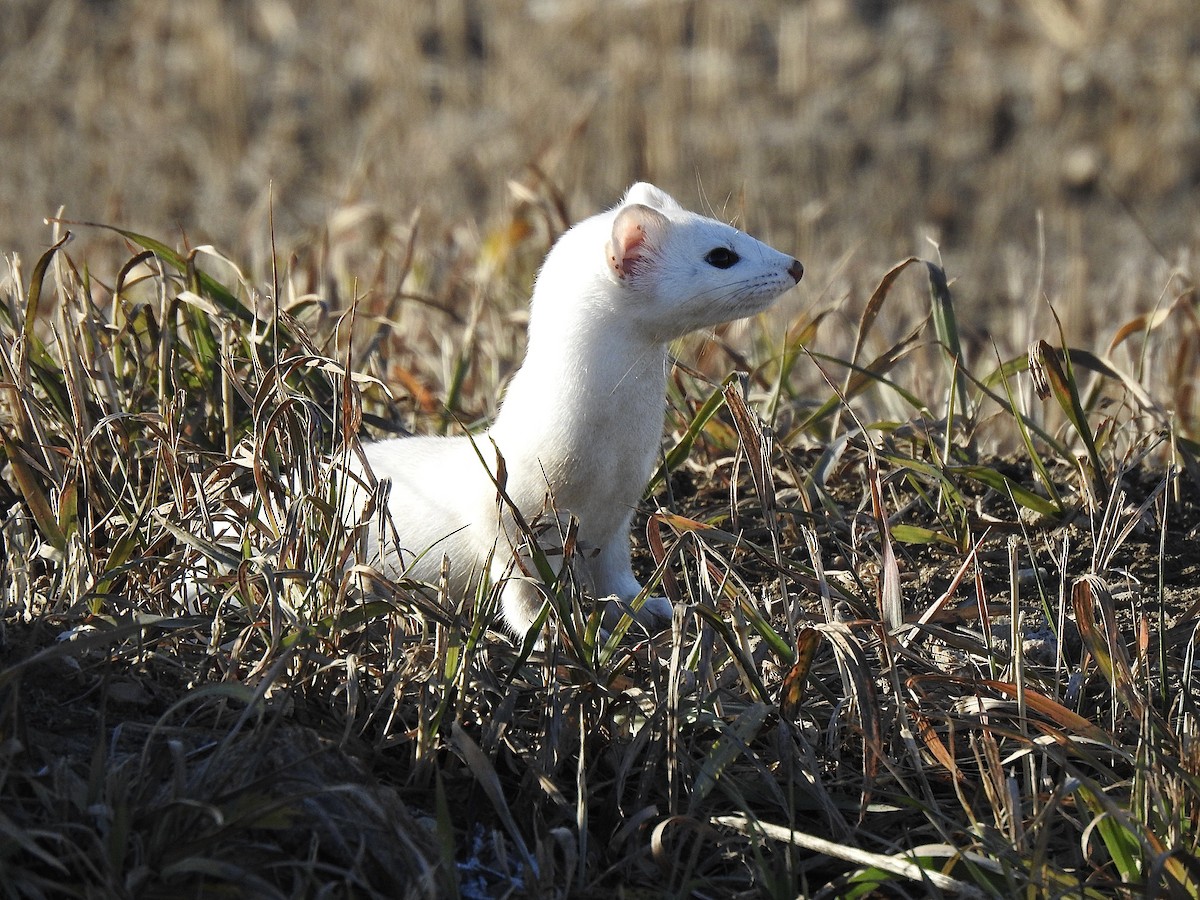 Long-tailed Weasel - ML645765877