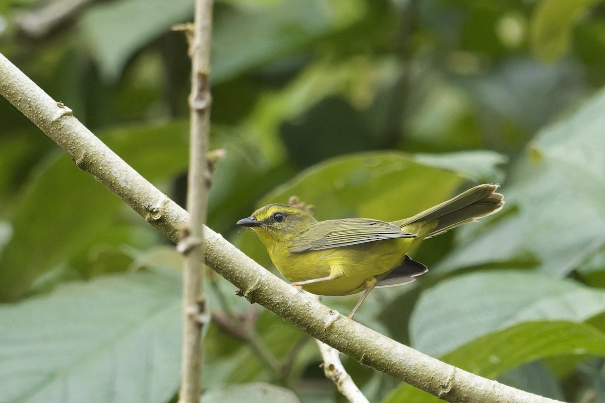 Cuzco Warbler - ML645765878
