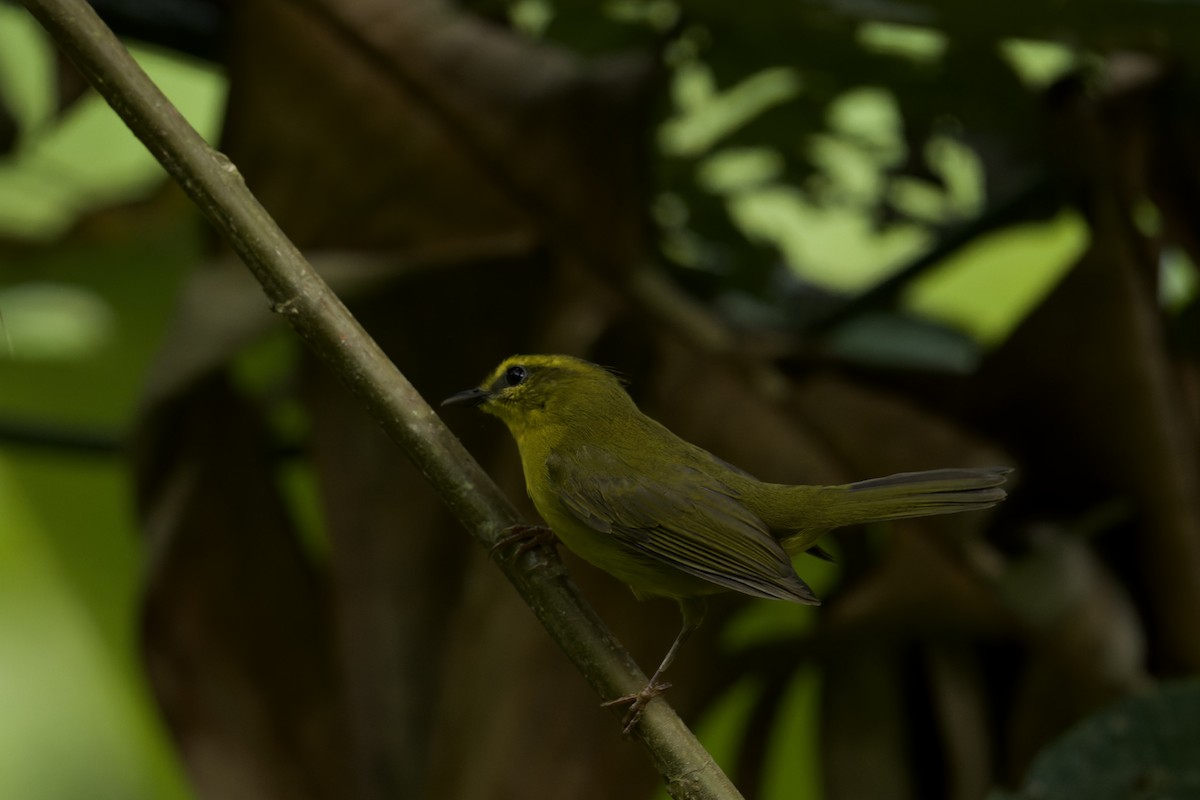 Cuzco Warbler - ML645765879