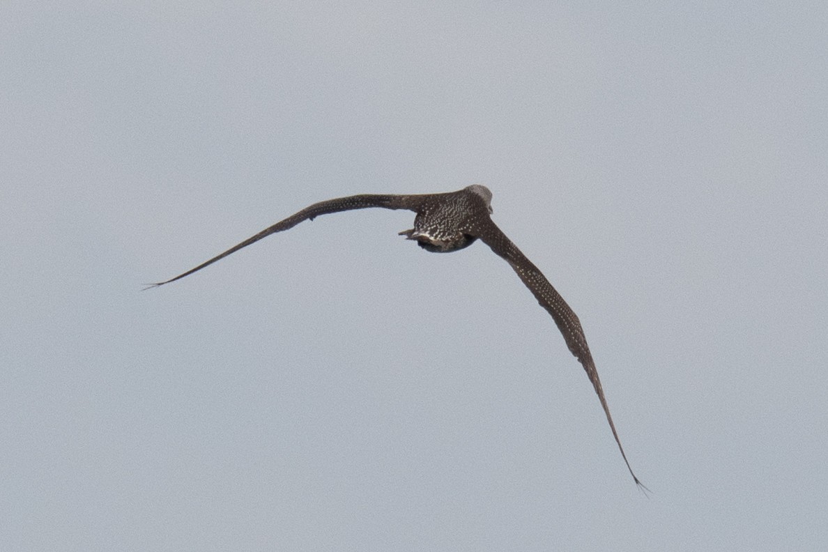 Northern Gannet - ML645765882