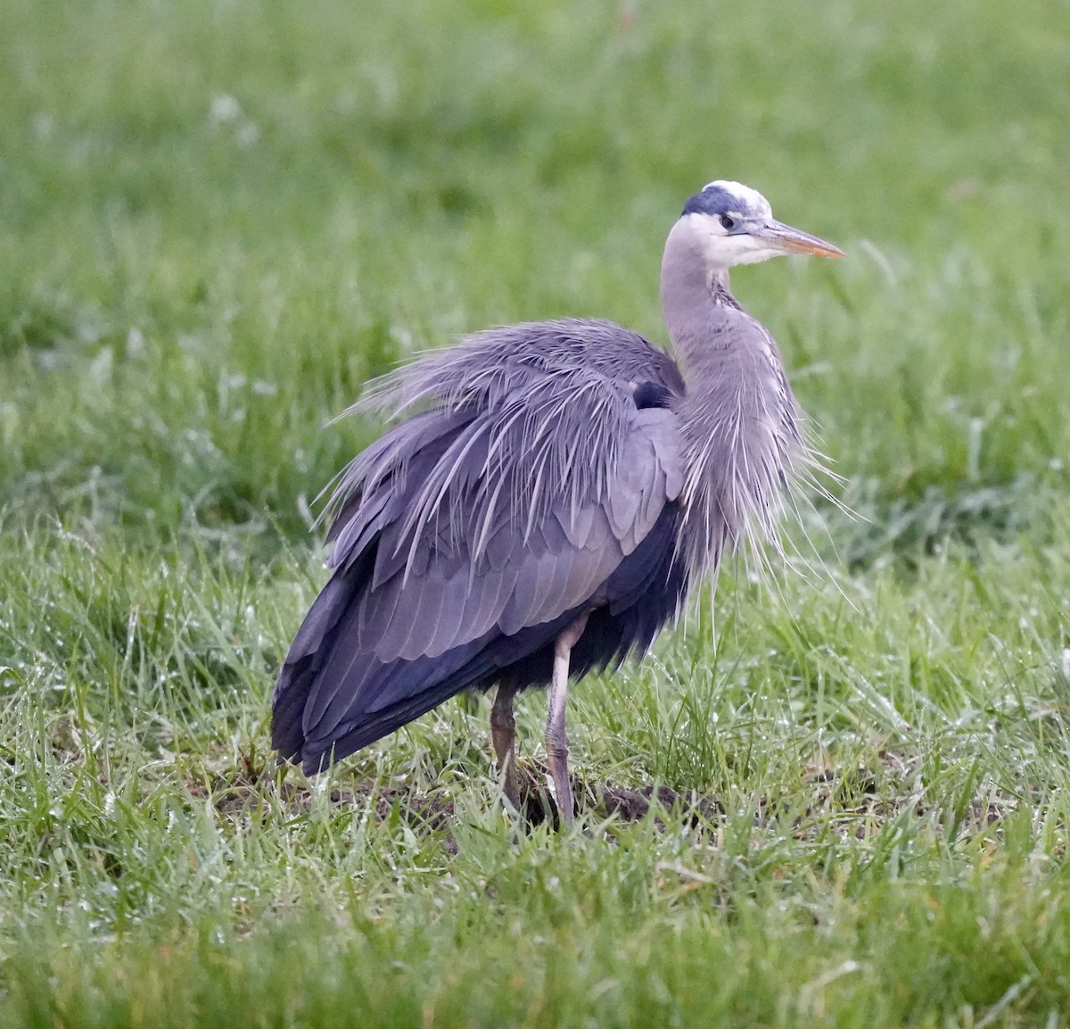 Great Blue Heron (Great Blue) - ML645765884