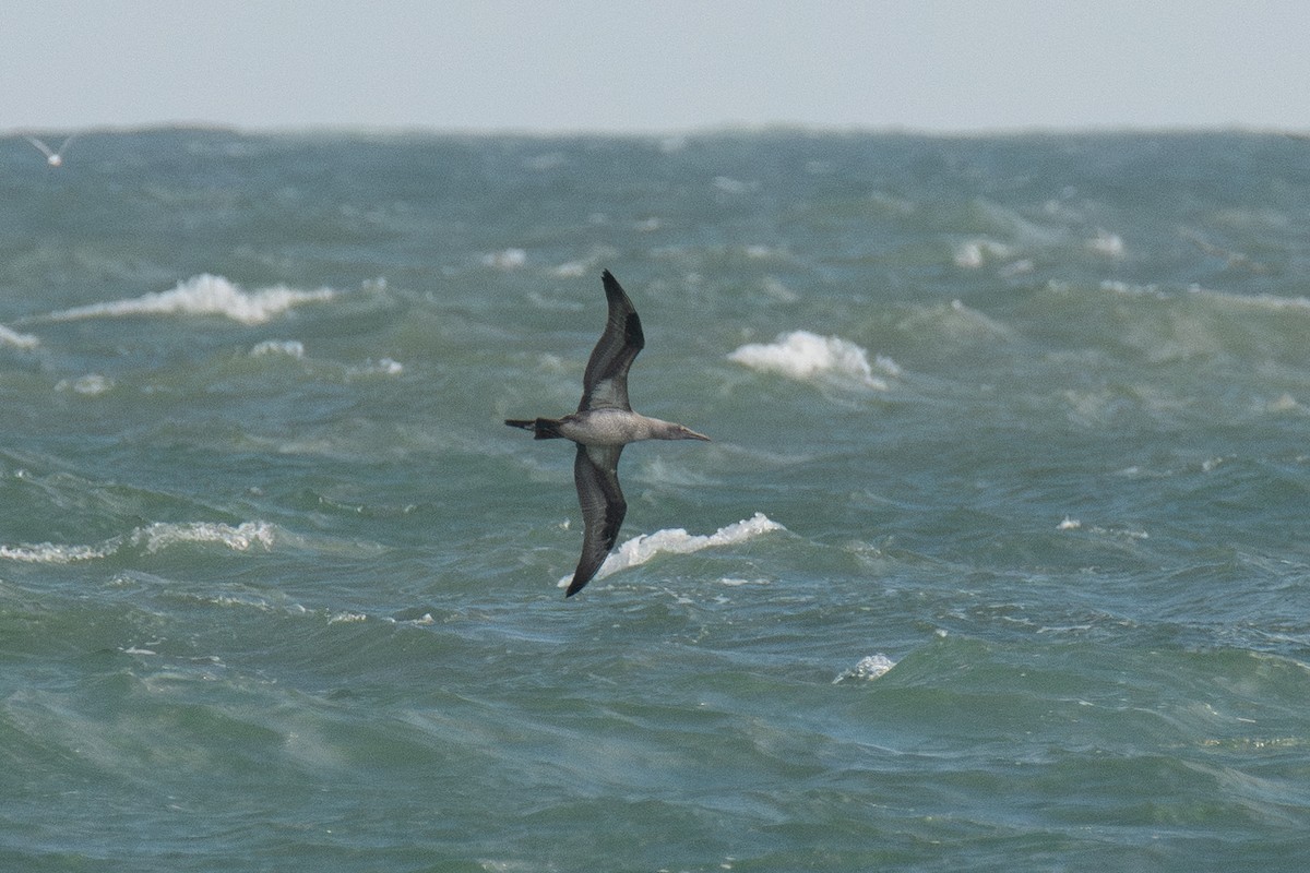 Northern Gannet - ML645765885