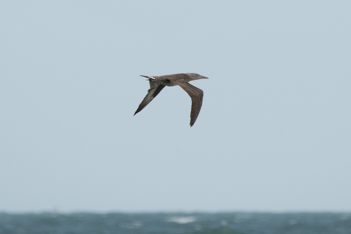 Northern Gannet - ML645765887