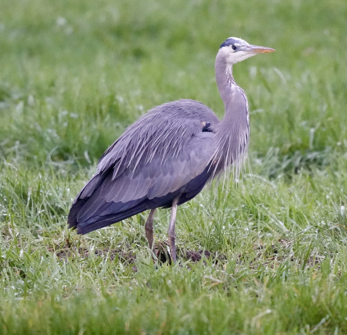 Great Blue Heron (Great Blue) - ML645765888