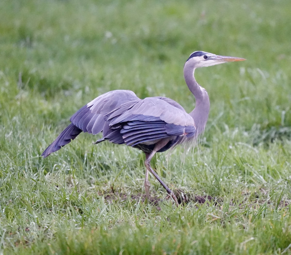 Great Blue Heron (Great Blue) - ML645765889