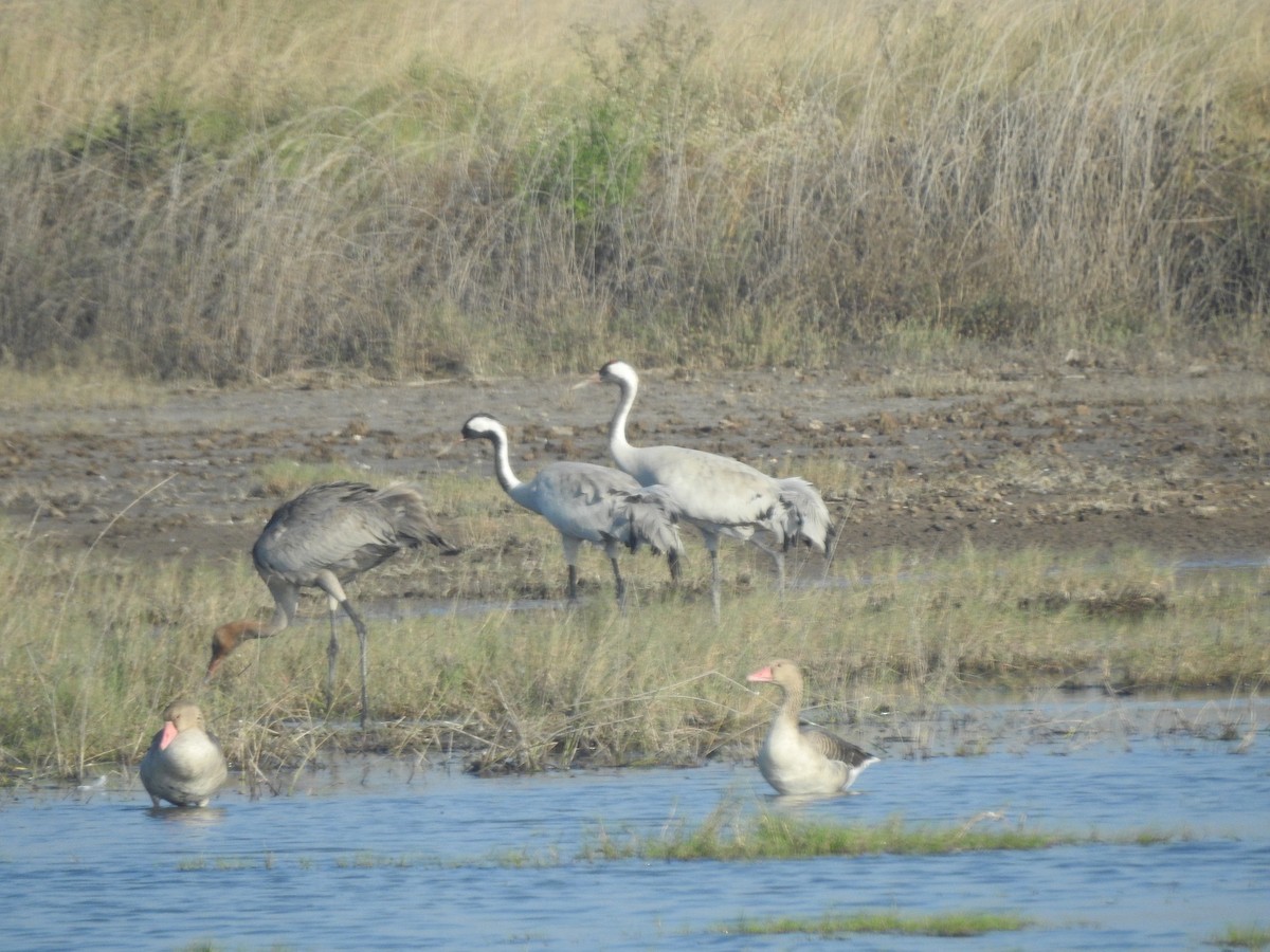 jeřáb panenský - ML645765892