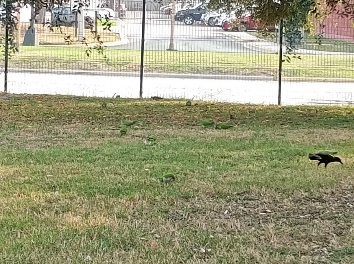 Monk Parakeet - ML645765894