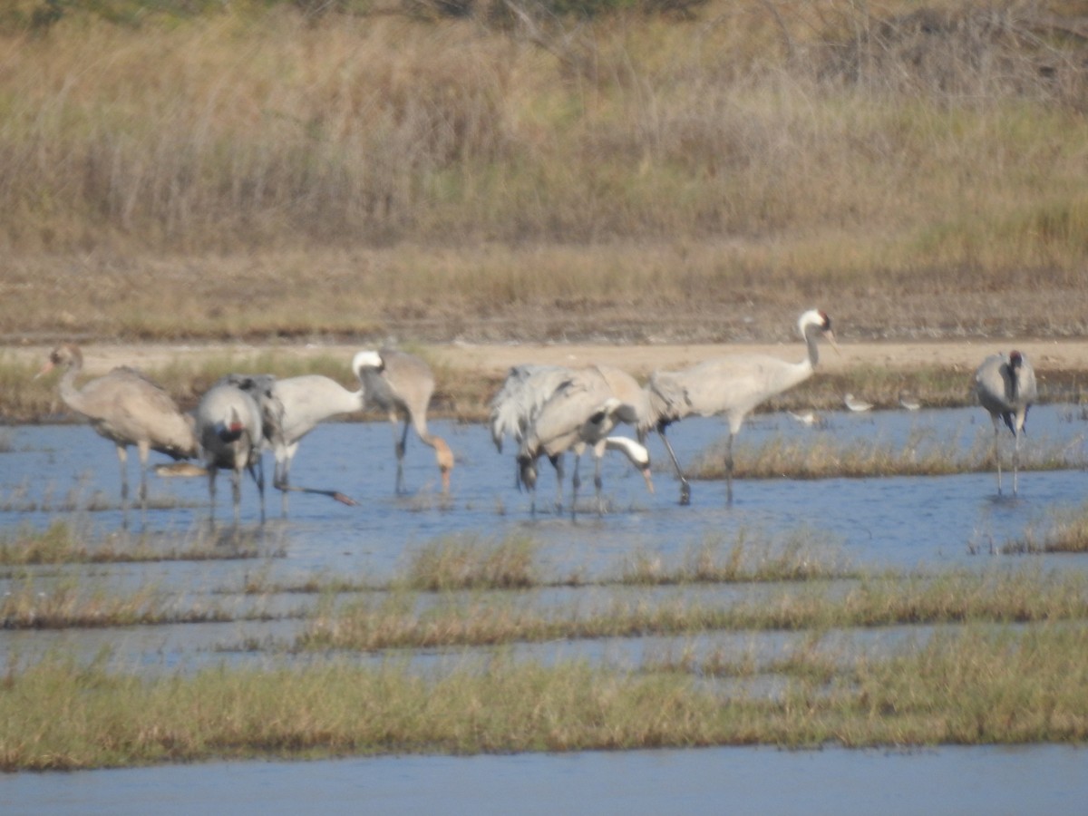 jeřáb panenský - ML645765897