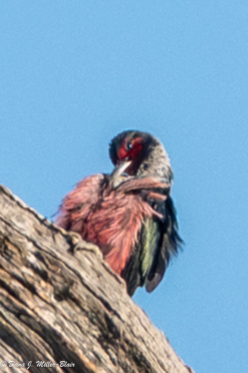 Blutgesichtspecht - ML645765898