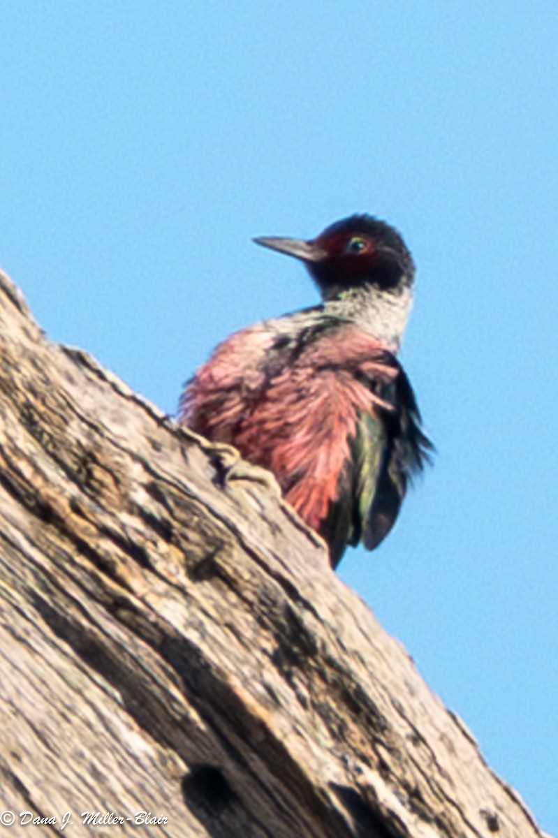 Blutgesichtspecht - ML645765899