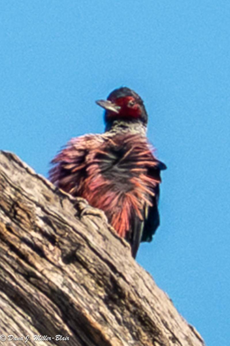 Blutgesichtspecht - ML645765901