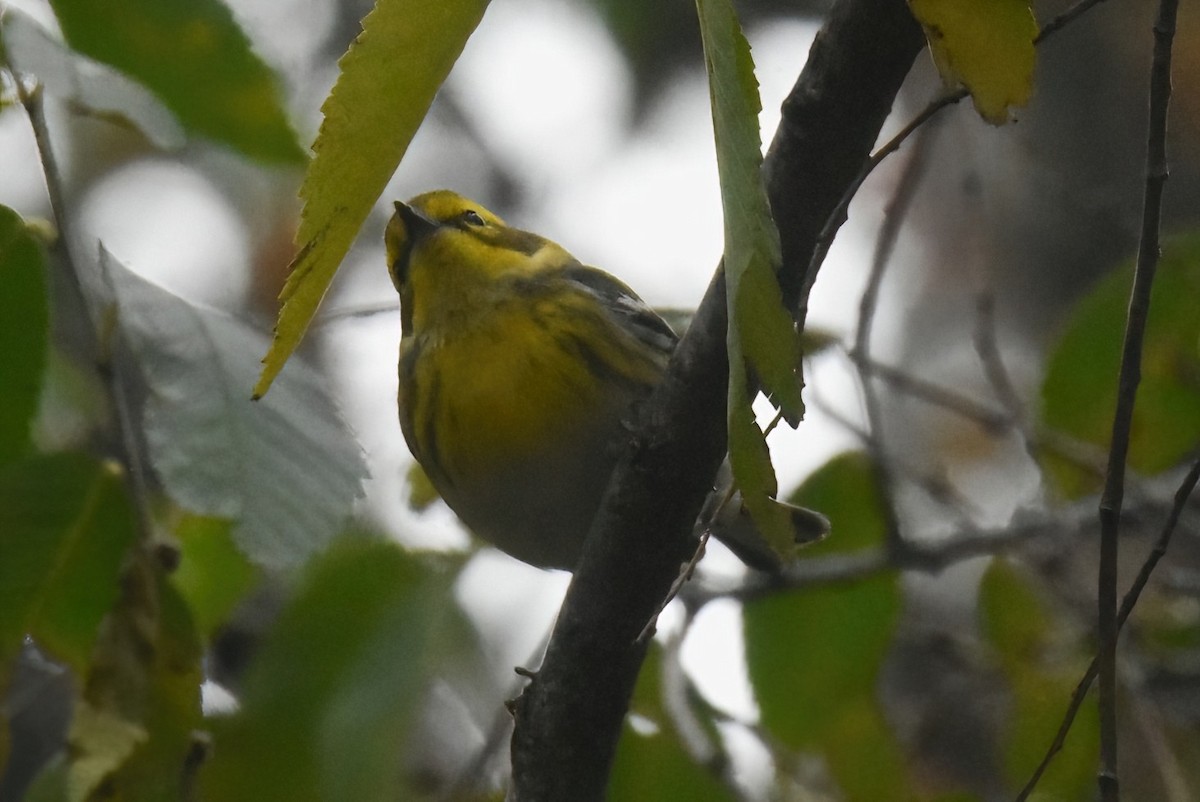 Townsend's Warbler - ML645765903