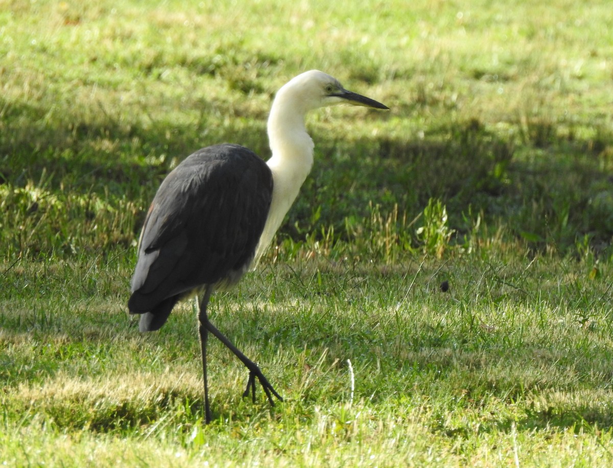 Pacific Heron - ML645765904