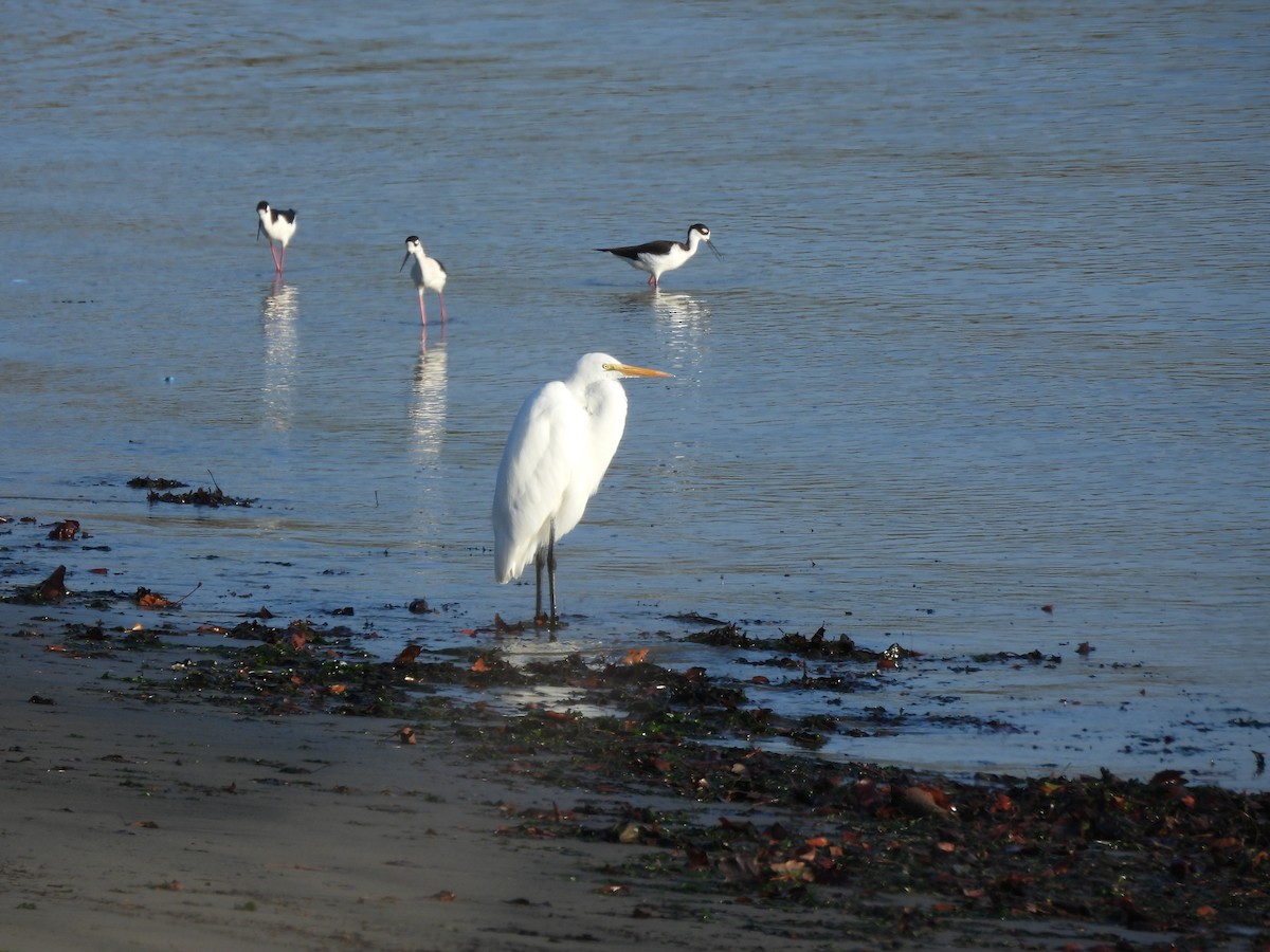 Garceta Grande - ML645765905