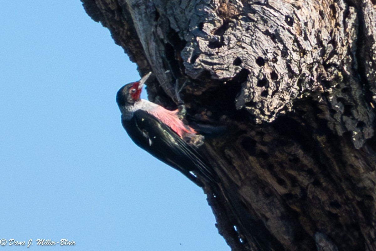 Blutgesichtspecht - ML645765907