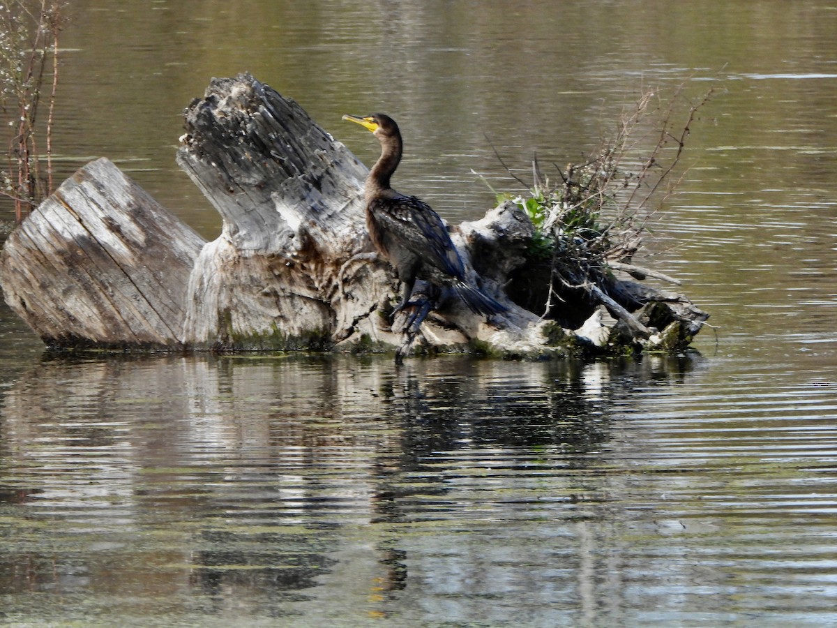 Double-crested Cormorant - ML645765908