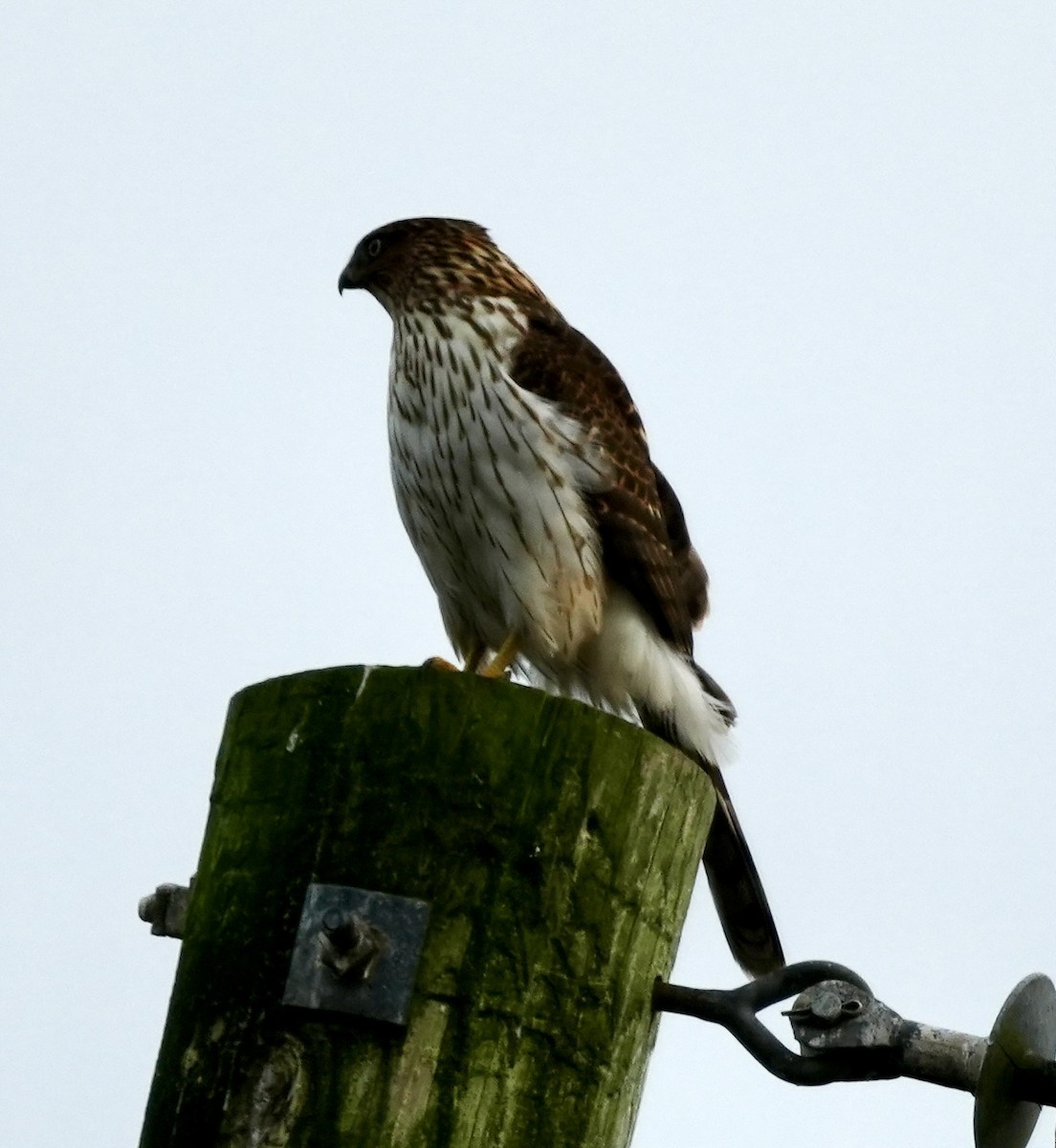 Яструб чорноголовий - ML645765910