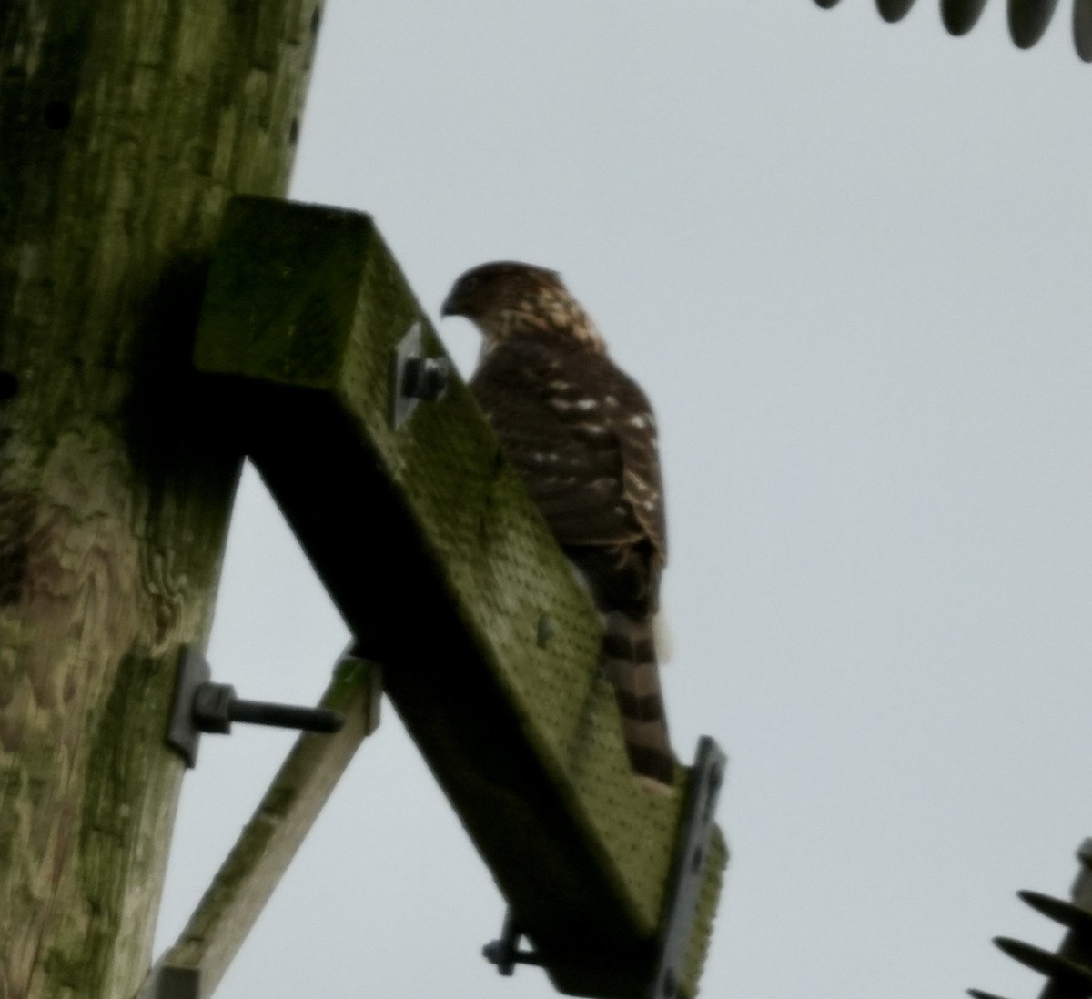 Яструб чорноголовий - ML645765911