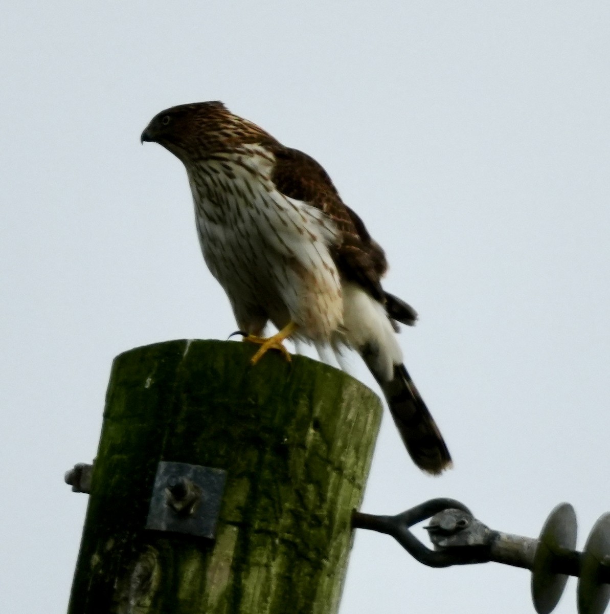 Яструб чорноголовий - ML645765912