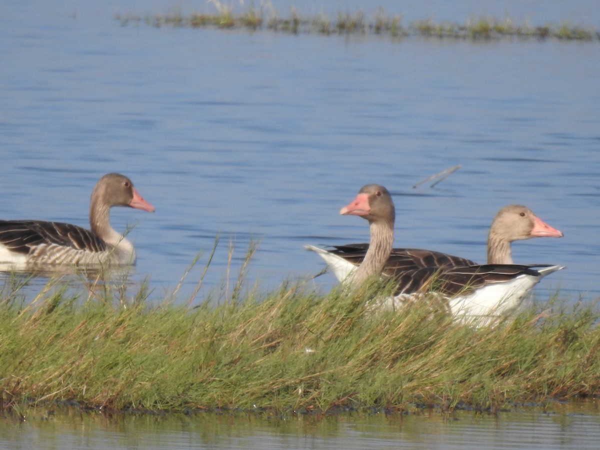 Graylag Goose - ML645765913