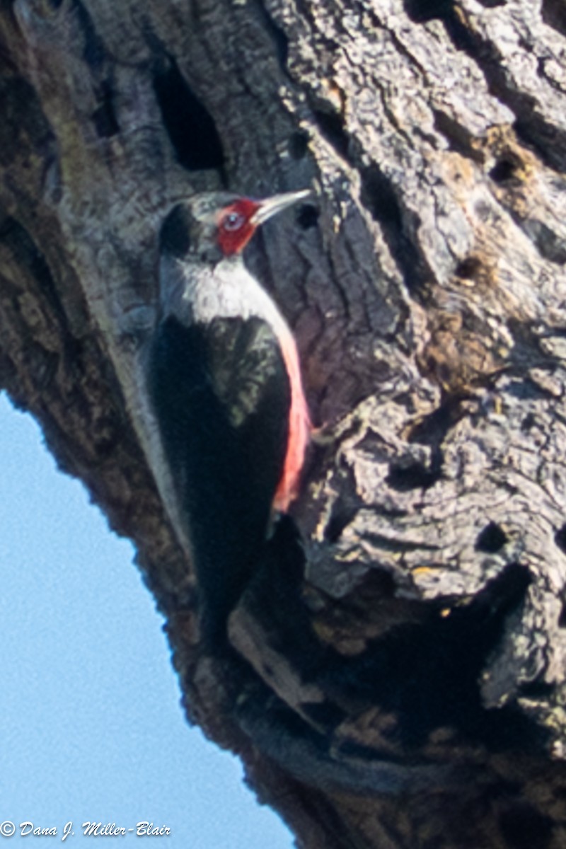 Blutgesichtspecht - ML645765914