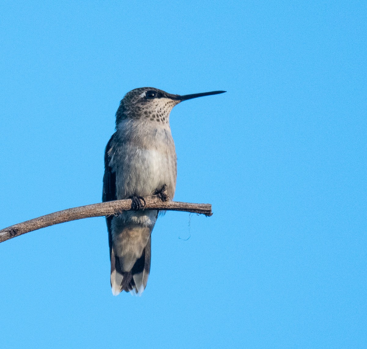 Колібрі рубіновогорлий - ML645765915