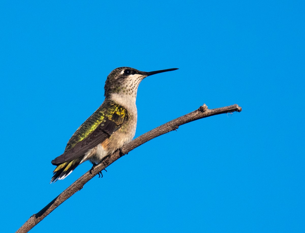 Колібрі рубіновогорлий - ML645765917