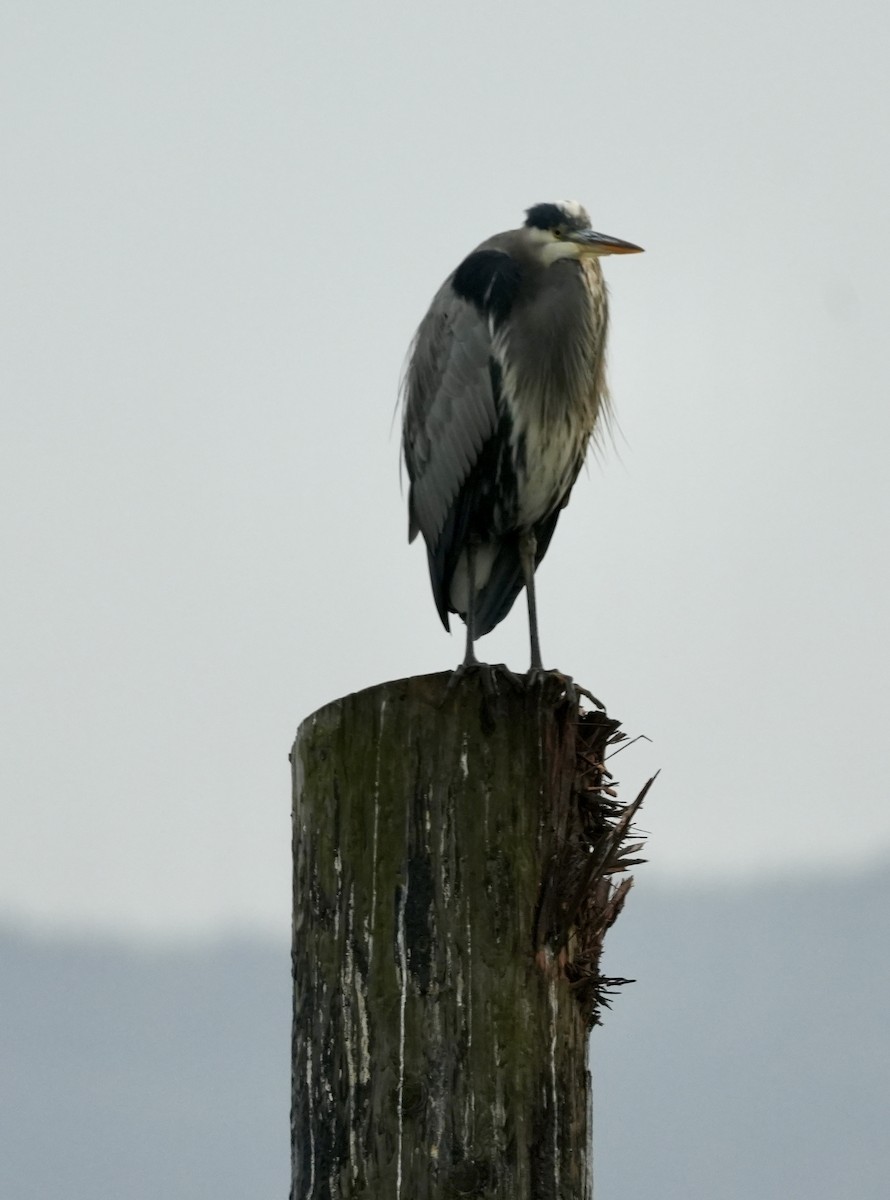 Great Blue Heron (Great Blue) - ML645765920