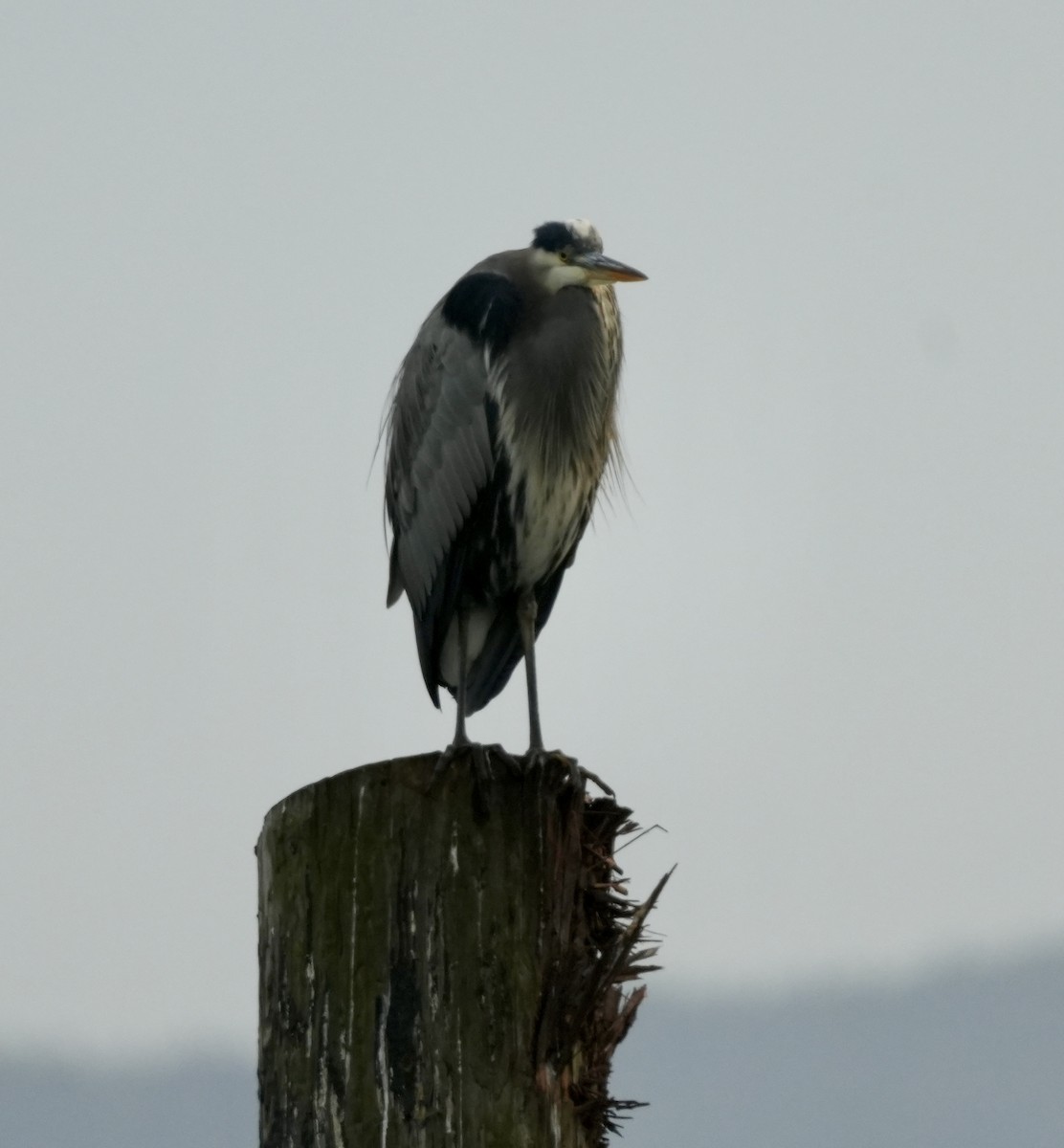 Great Blue Heron (Great Blue) - ML645765921