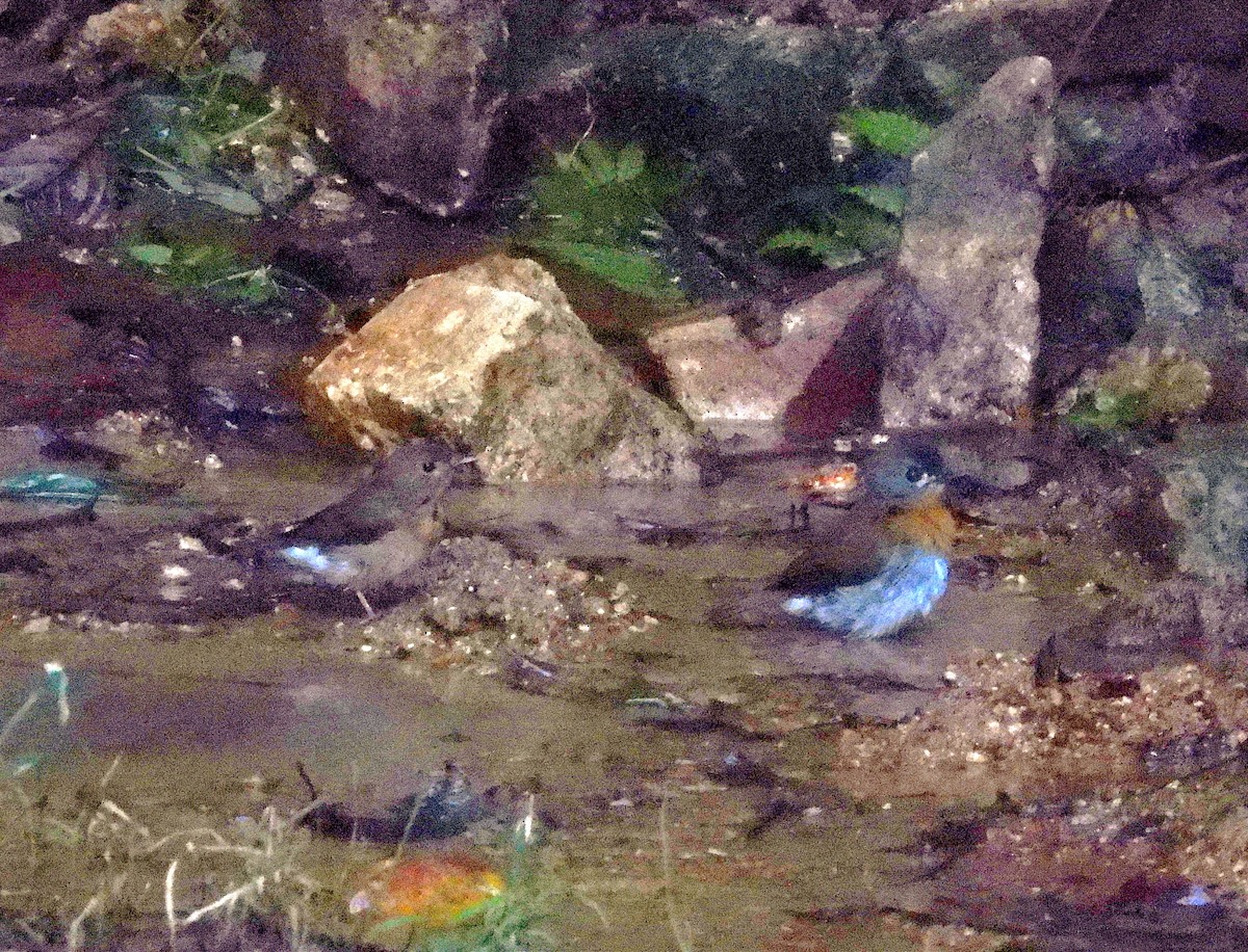 シロハラヒメアオヒタキ - ML645765922