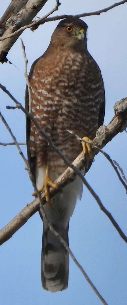 Яструб чорноголовий - ML645765925