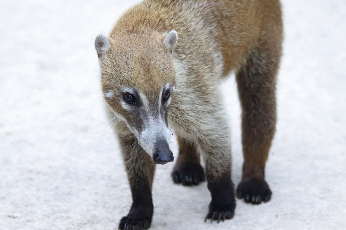 Yucatán Coati - ML645765926