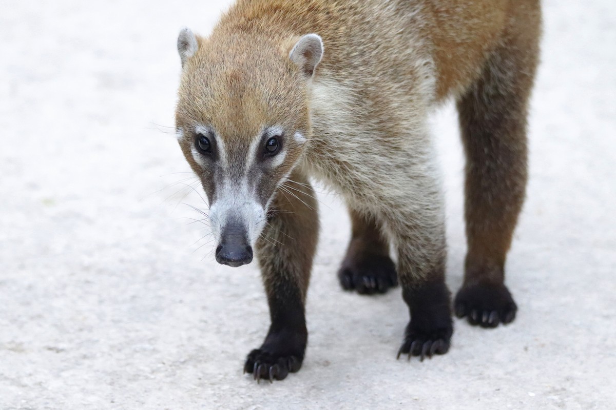 Yucatán Coati - ML645765927