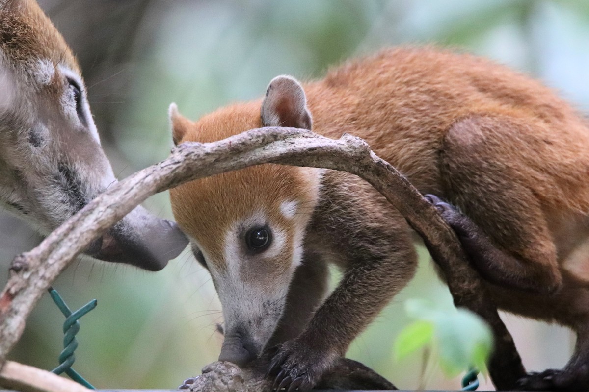 Yucatán Coati - ML645765929