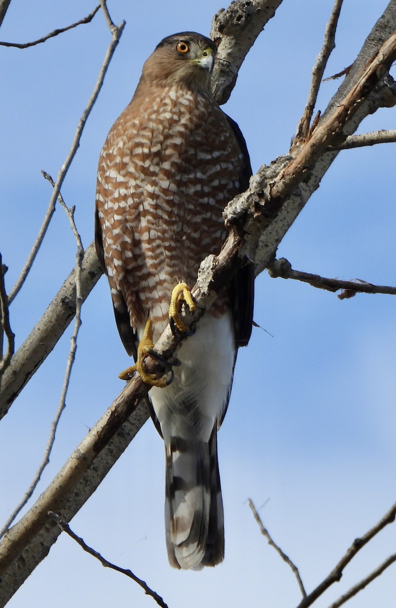 Яструб чорноголовий - ML645765936