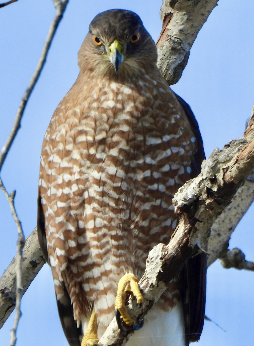 Яструб чорноголовий - ML645765941