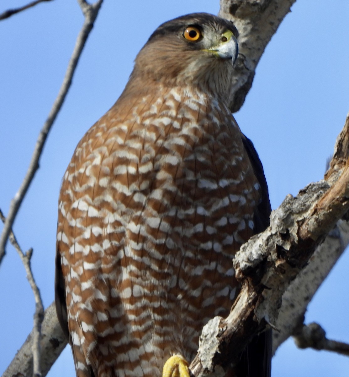 Яструб чорноголовий - ML645765945