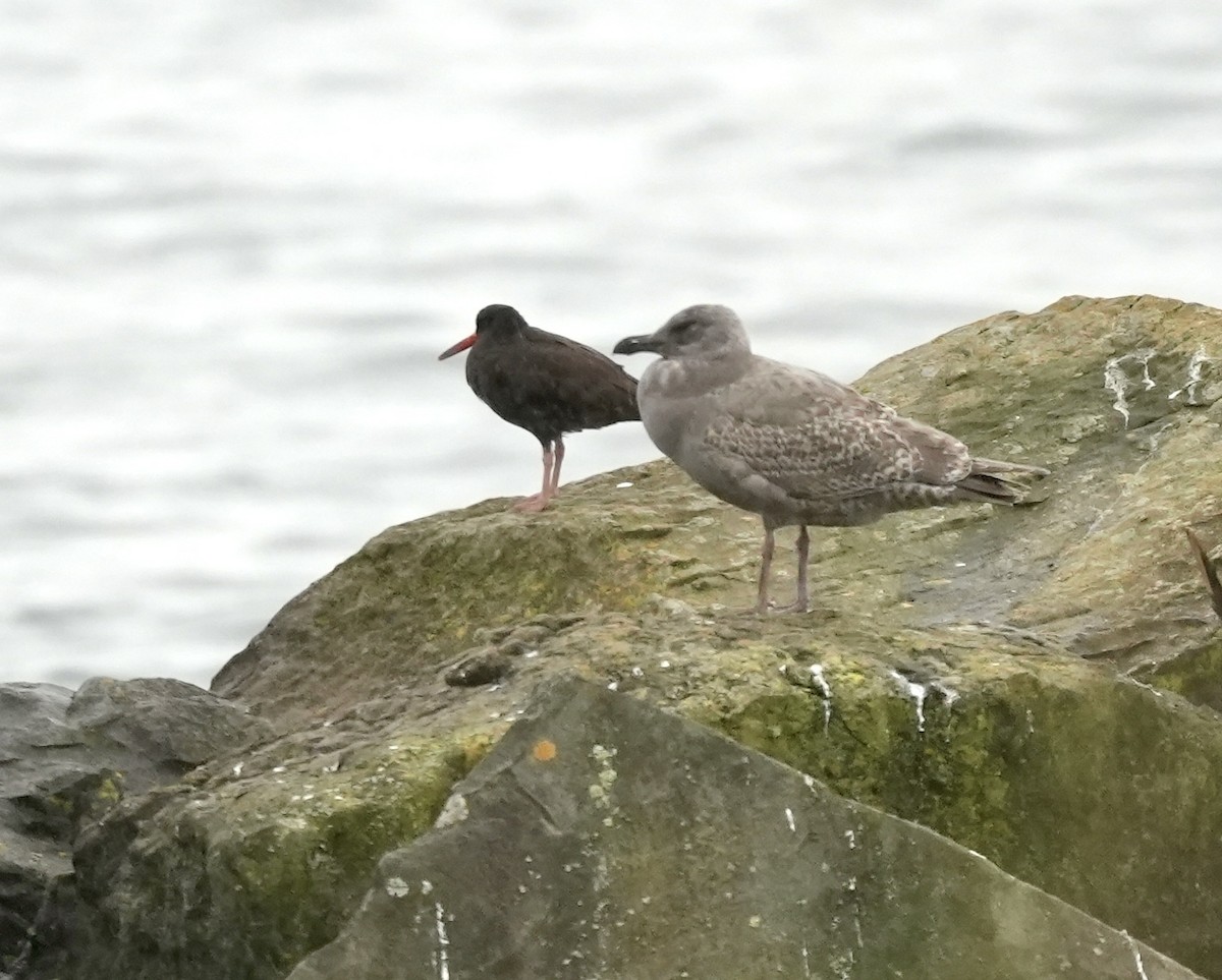Black Oystercatcher - ML645765948
