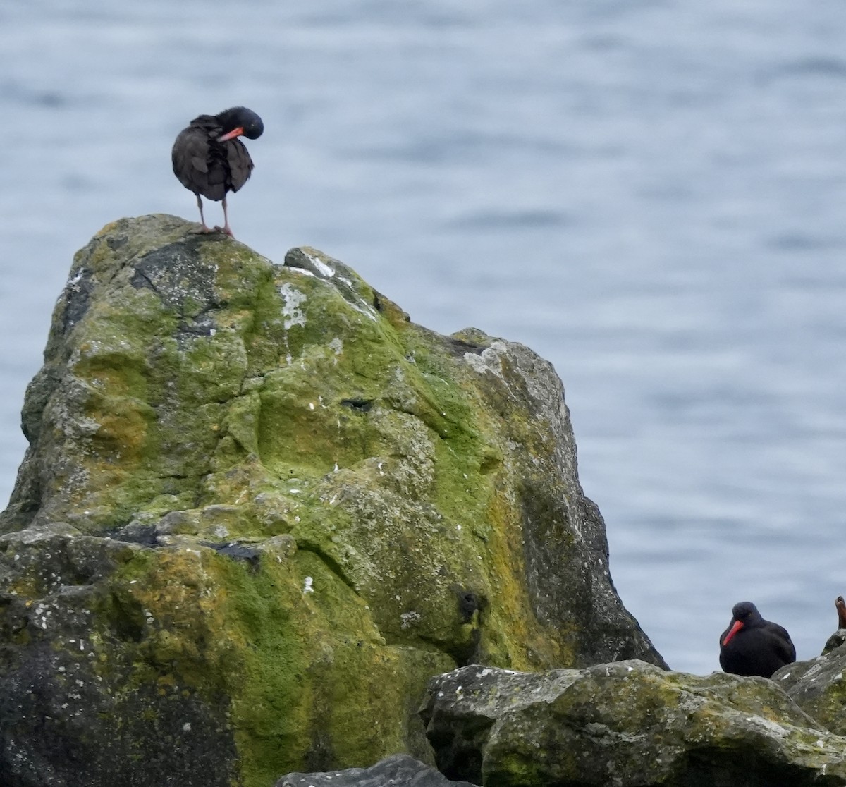Black Oystercatcher - ML645765950
