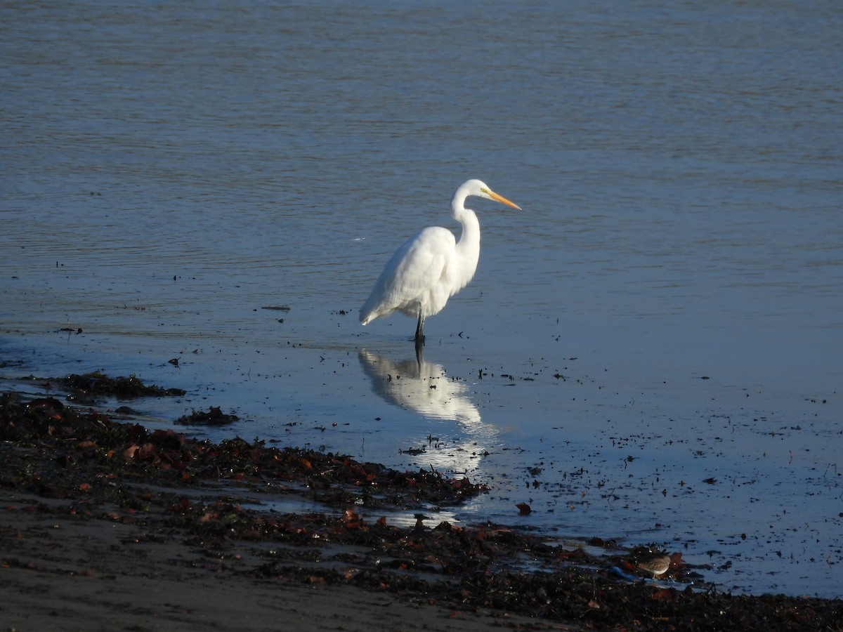 Garceta Grande - ML645765951