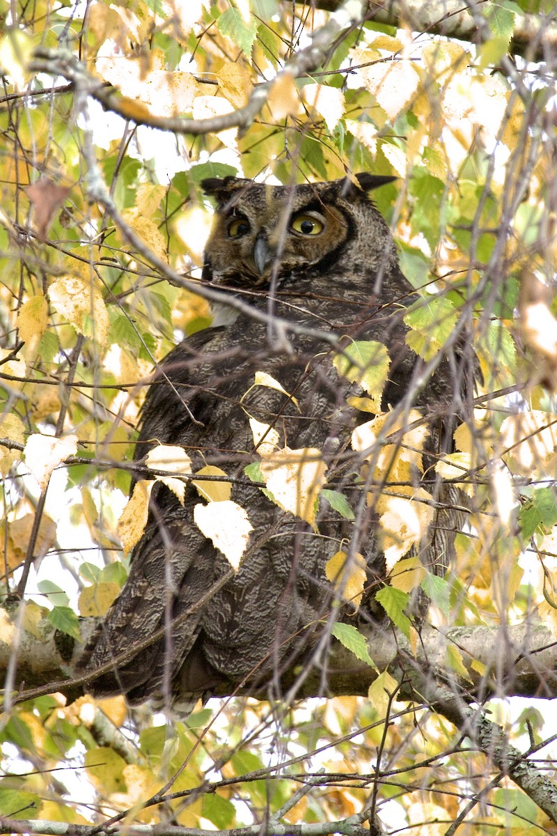 Great Horned Owl - ML645765961