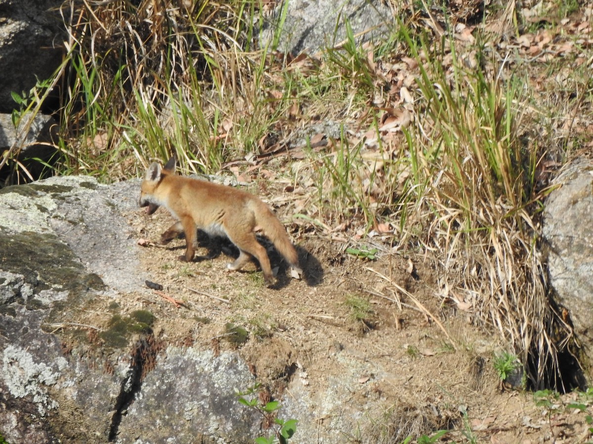 Animals - ML645765962