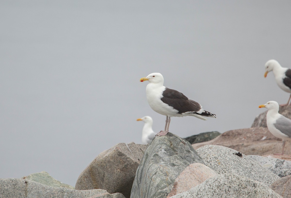 Gavión Atlántico - ML645765965