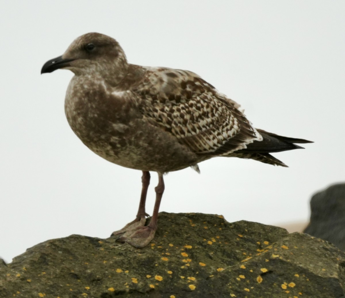 Western Gull - ML645765970