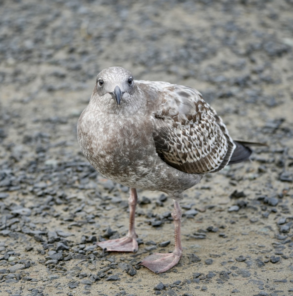 Western Gull - ML645765972