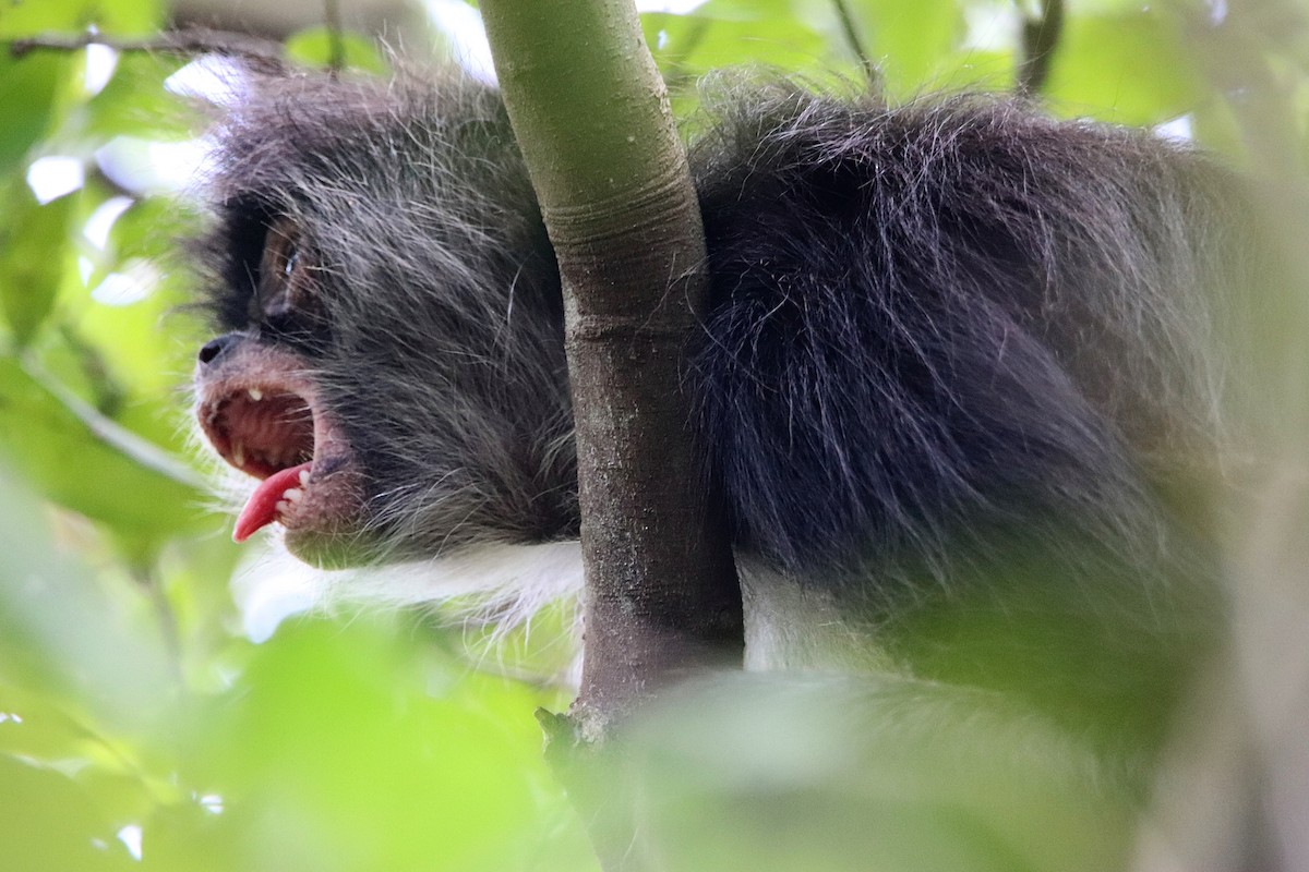 Mexican Spider Monkey - ML645765974