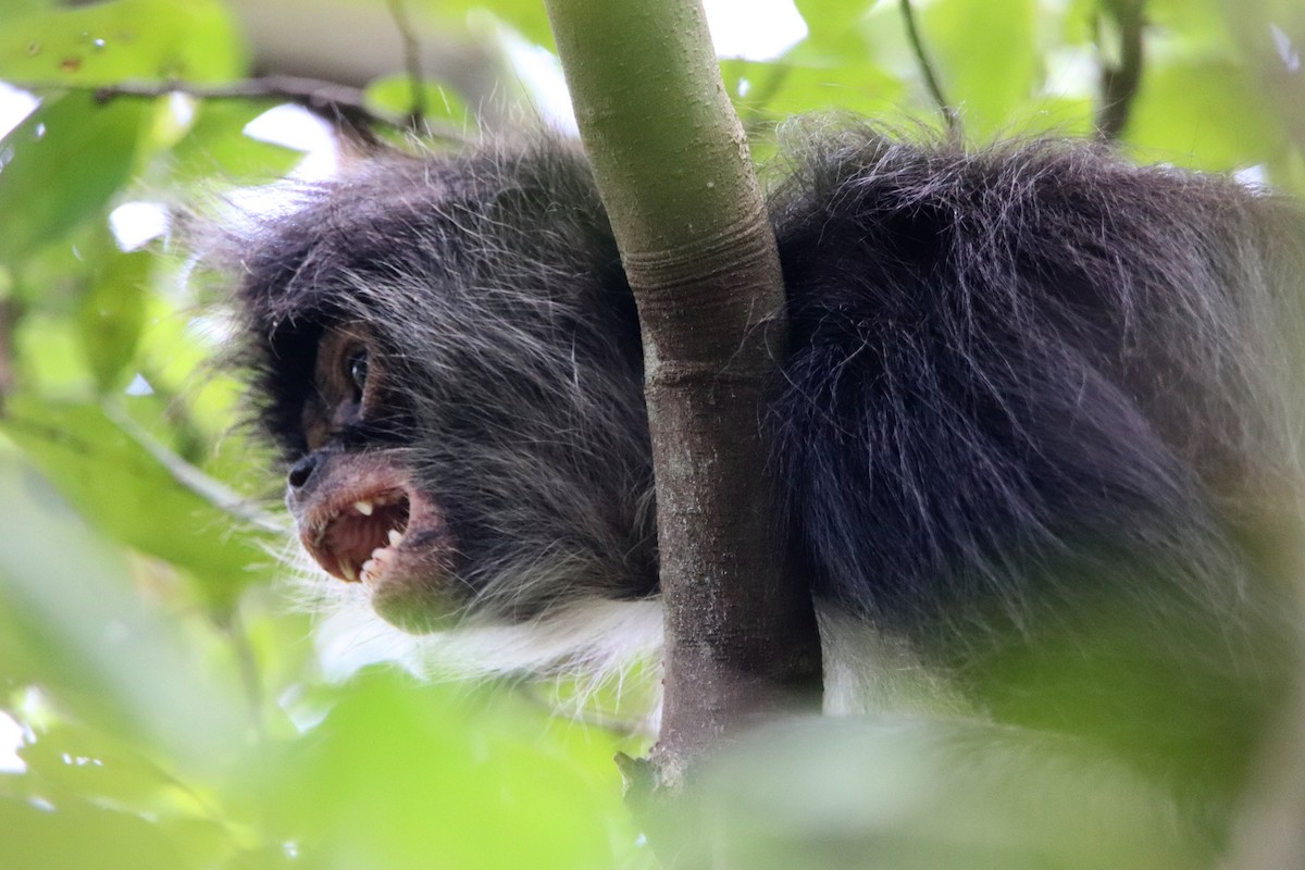 Mexican Spider Monkey - ML645765975